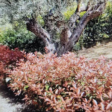 Vista Stromboli * Falerna Scalo