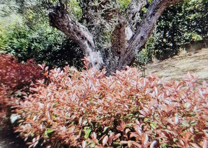 Vista Stromboli * Falerna Scalo